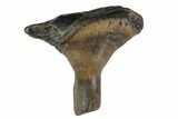 Fossil Enchodus Fang with Jaw Section - Texas #164782-1